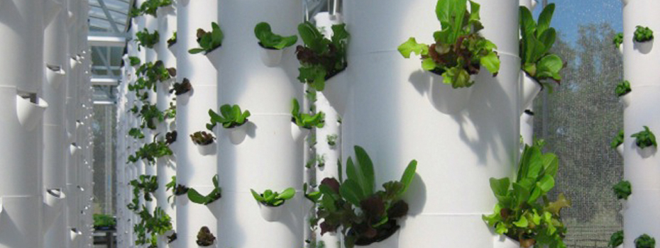 Scissortail Farms' Aeroponic Greenhouse Supplies Tulsa with Fresh Greens  Year-Round